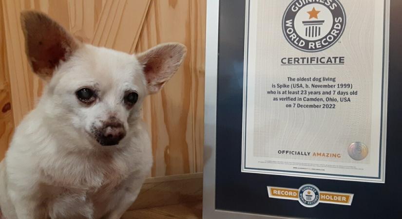 Egy csivava lett a világ legidősebb kutyája - fotó