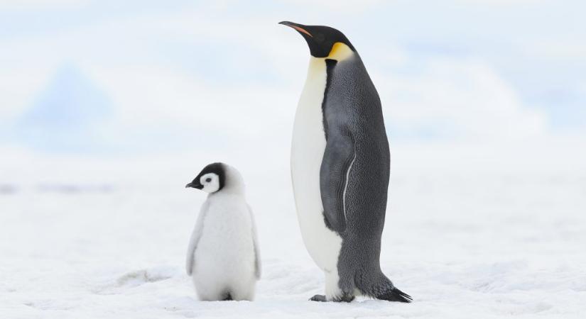 Korábban nem látott pingvinkolóniára bukkantak az Antarktiszon
