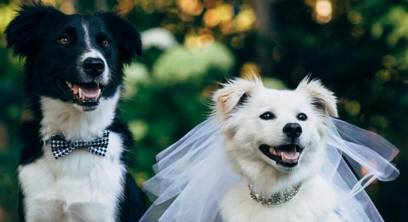 200 ezerből rendezett kutyaesküvőt ez az állatbolond férfi - Videó
