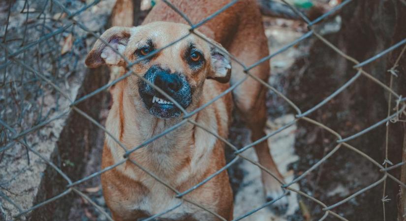 Kóbor kutyák falkája marcangolt szét egy kocogó nőt: a kiérkező mentők nem tudták megmenteni az életét