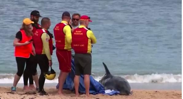 Karneválozók százait menekítették ki a vízből Ausztráliában egy cápatámadás miatt