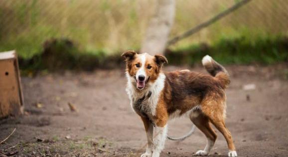 Halálos kimenetelű kutyatámadás: a rendőrséget hibáztatja az állatvédelem