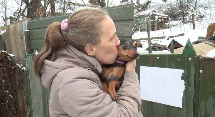 Hatvan kutyát és a gazdáit is megmentette egy kiskutya Miskolcon