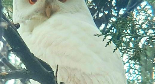 Igazi különlegesség: albínó erdei fülesbaglyot találtak Karcagon