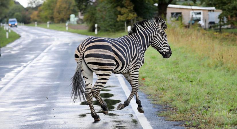 Nem ittak semmit, de ma nagyon sokan láttak két elszabadult zebrát Németországban