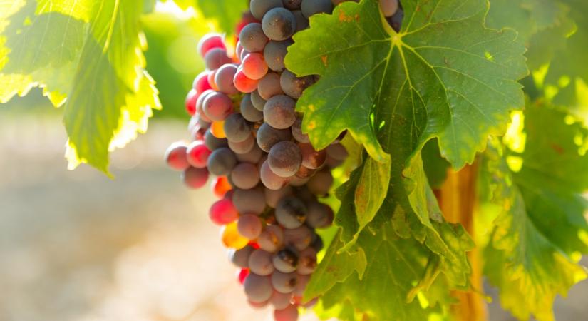 Megválasztották Magyarország legszebb szőlőbirtokait