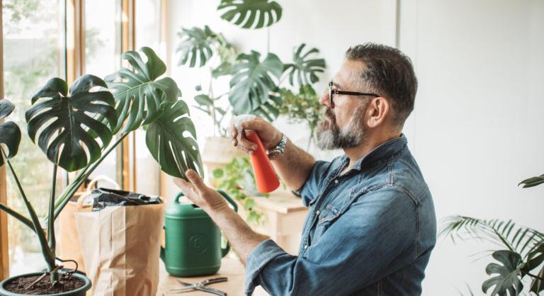Könnyezőpálma gondozása – Így lesz a Te növényed is olyan gyönyörű, mint az Instagram sztárjainak