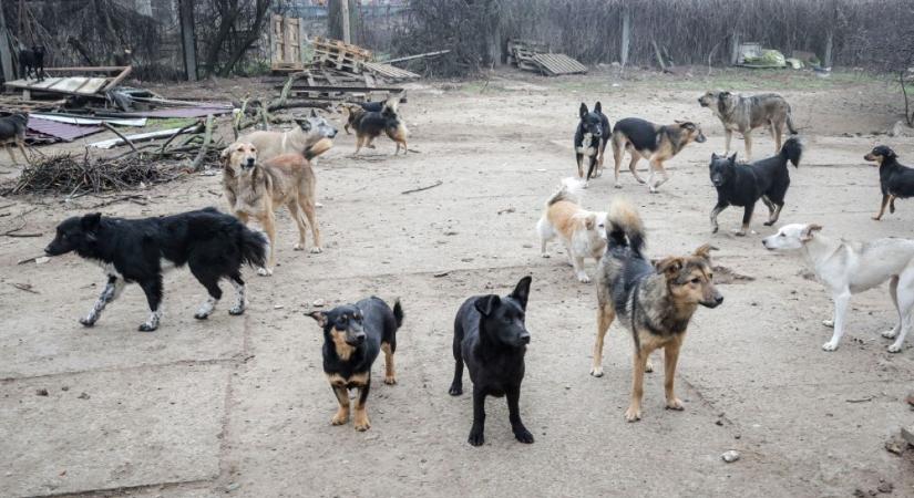 Romániában több mint egymillió kutyát öltek meg az utóbbi két évtizedben