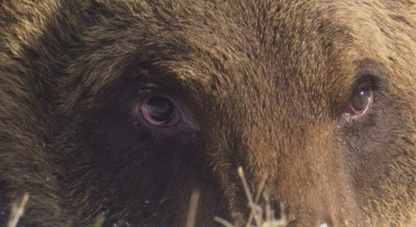 Elpusztult Juan Carrito, az olaszok kedvenc sütifaló medvéje