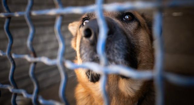 Romániában több mint egymillió kutyát öltek meg az elmúlt két évtizedben