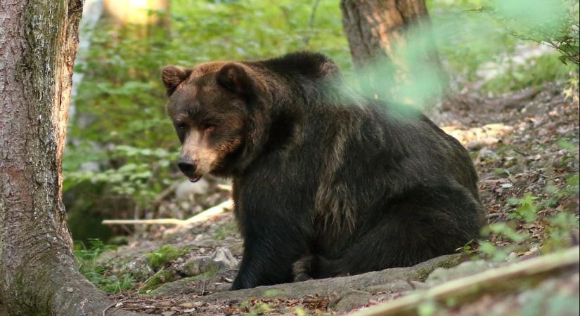 Elpusztult Olaszország sütitolvaj medvéje