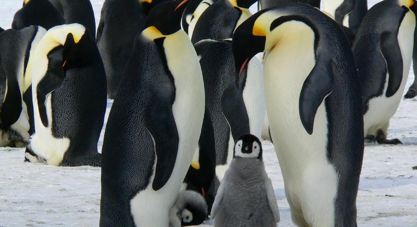 Új császárpingvin-kolóniát fedeztek fel az Antarktiszon a világűrből