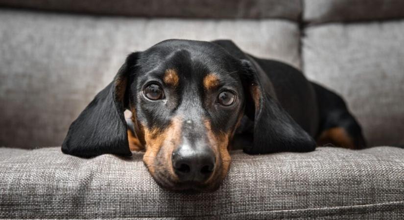 Hasnyálmirigy-gyulladás kutyáknál – Tünetek és teendők betegség esetén