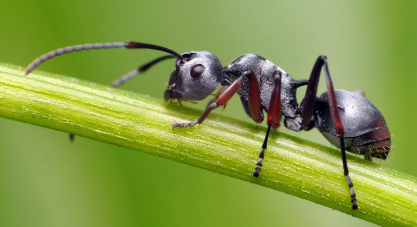 A hangyák ki tudják szagolni a rákot a vizeletben