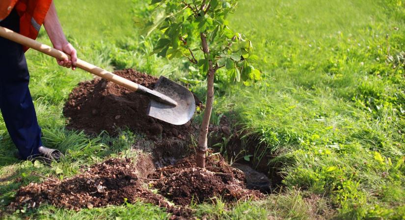 Új fákkal pótolják a kivágottakat Kunfehértón