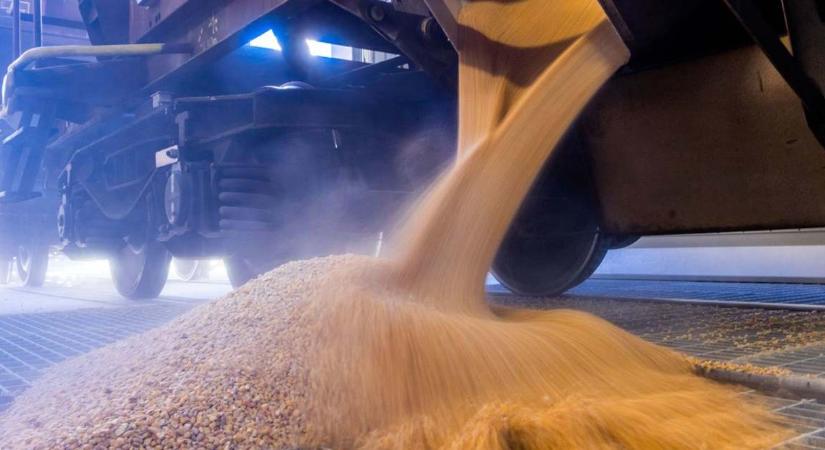 Feltámadhat a gabonapiac, lélektani határ alá csökkent a búza ára
