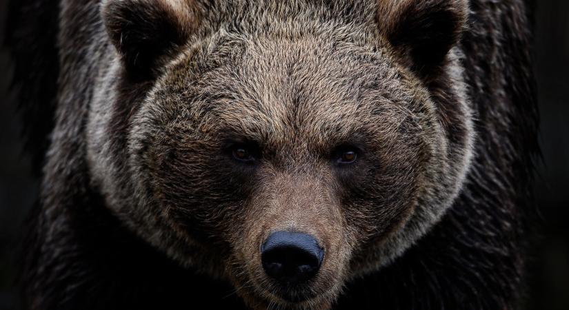 A medvék kevesebb, a medvéket mobilozó turisták több gondot okoznak Hargita megyében