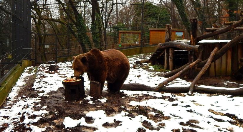 Medve-nap az Állarkertben 2023 Pécs