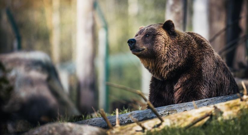 Megharapta a medve a kocogó felvidéki férfit