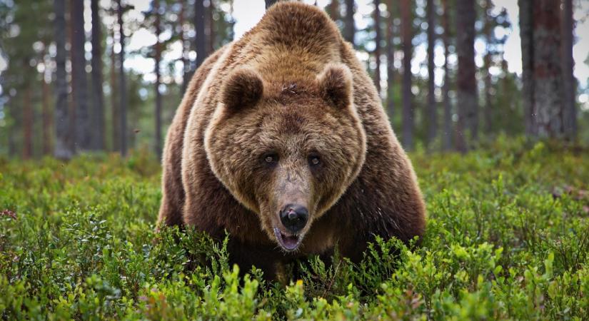 Százkilós medvebocs támadt egy kocogó férfire a Kányahegynél
