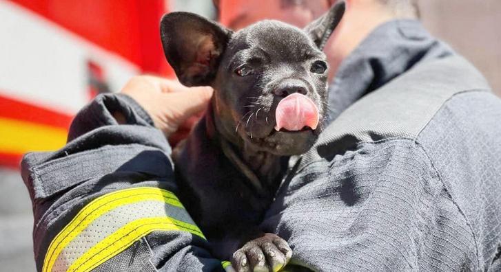 A tűzoltóság kabalája lett ez a kutyus, akinek saját állomása is van