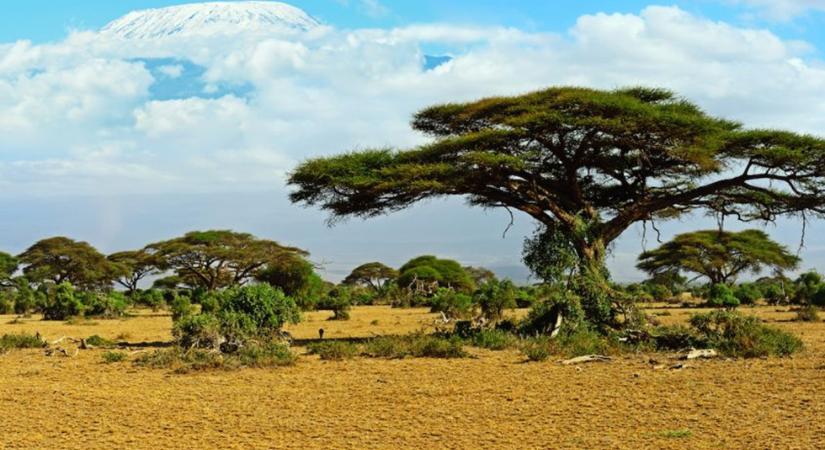 Meglehet, hogy a Föld kopár sivatagjaiban több millió fa rejtőzik