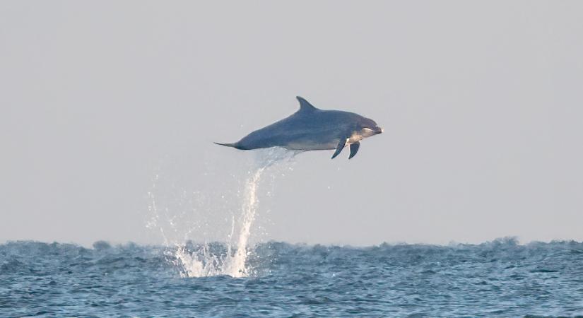 „Repülő” delfineket kaptak lencsevégre Yorkshire partjainál