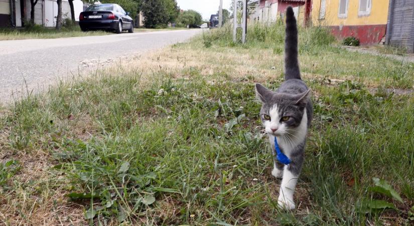Eltűnt Boci cica, 100 ezer forintot ajánlott fel a gazdája a megtalálójának