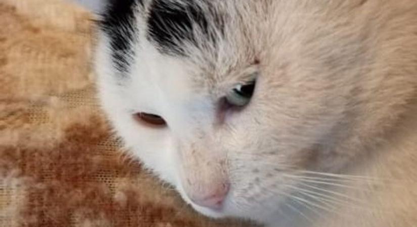 Eltűnt cicát keresnek Zalaegerszegen