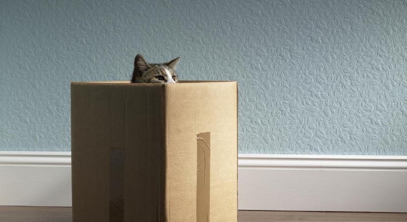 Unja a macskád a kaparófát? Itt a megoldás, amiért hálás lesz, főleg, ha lakásban tartod – videó
