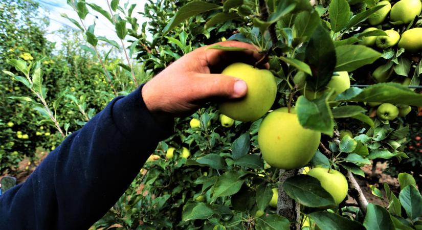 A háború miatt alig talál piacot a szerb alma