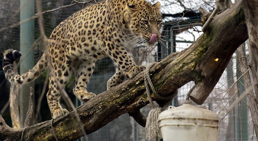 Megújult a leopárdok és tigrisek kifutója a fővárosi állatkertben
