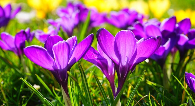 Ne tétlenkedj: ezeket a feladatokat végezd el mielőtt minden kibújik tavasszal