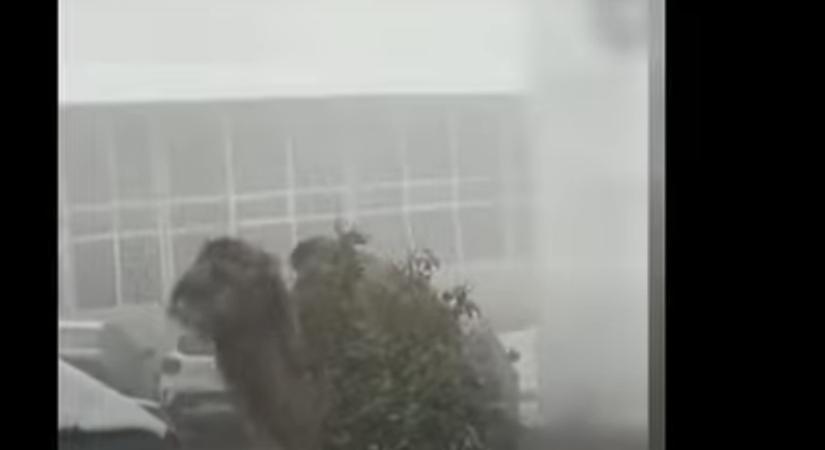 Havazás, teve, Kolozsvár – és mindez egy videóban