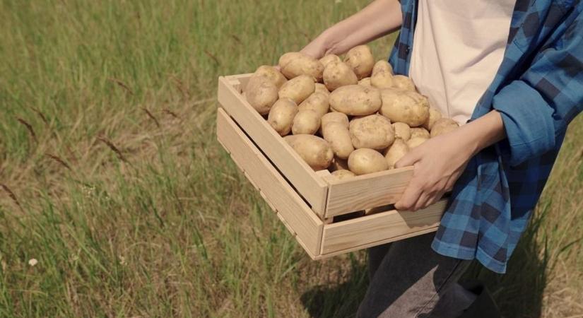 Érződik a burgonyaválság Nógrádban, kevesebb magyar krumpli terem