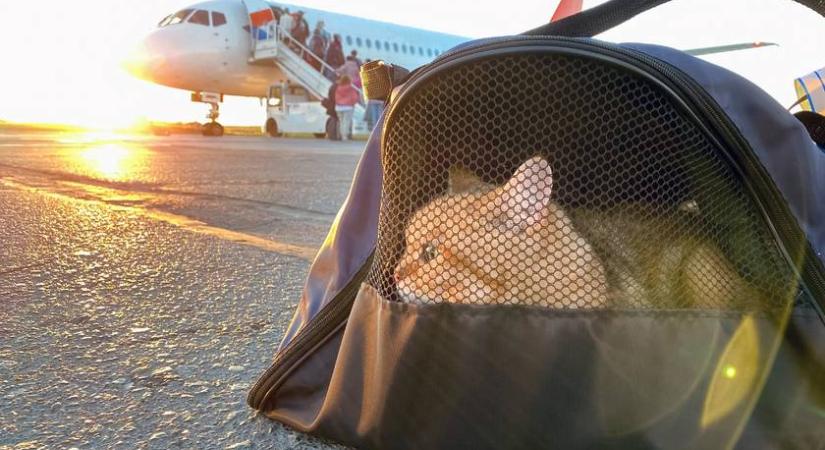 Eltűnt a reptéren a macska, hihetetlen, mit vetettek be, hogy megtalálják: a kormány is segít benne