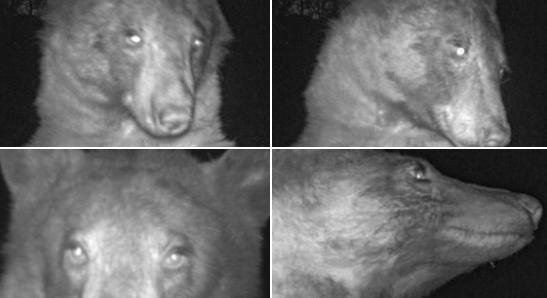 Több száz szelfit csináltatott egy medve a coloradói nemzeti parkban