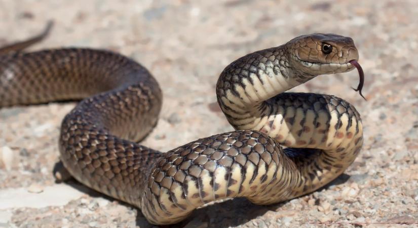 Otthonában mart halálra egy kígyó egy kétgyermekes apukát Ausztráliában