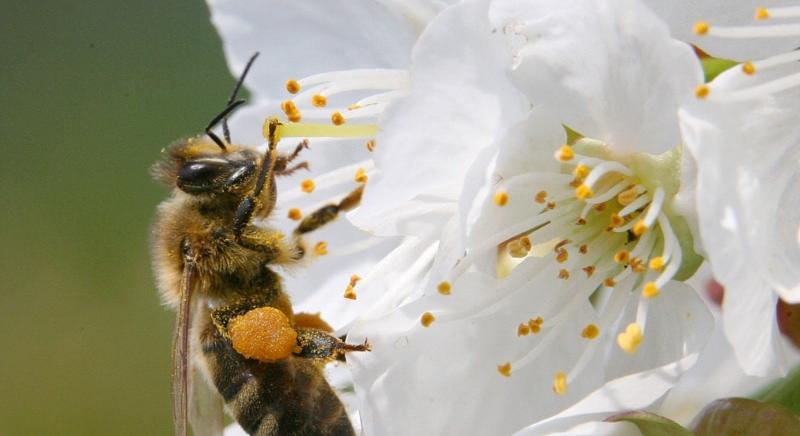 A nagy európai méhcsata: „A rovarokkal nem tudunk tárgyalni: védjük vagy pusztítjuk őket”