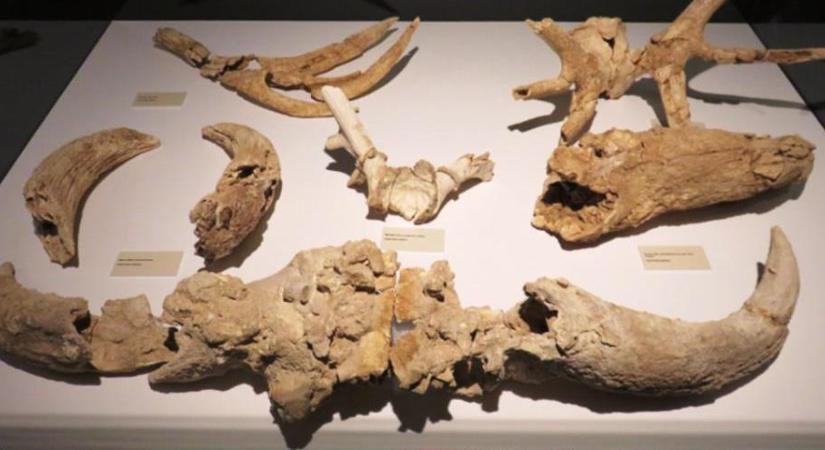 A neandervölgyi ember már 55 ezer évvel ezelőtt trófeákat gyűjtött a barlangjában