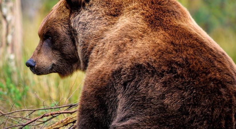 Több száz fotót lőtt magáról a szelfiőrült medve