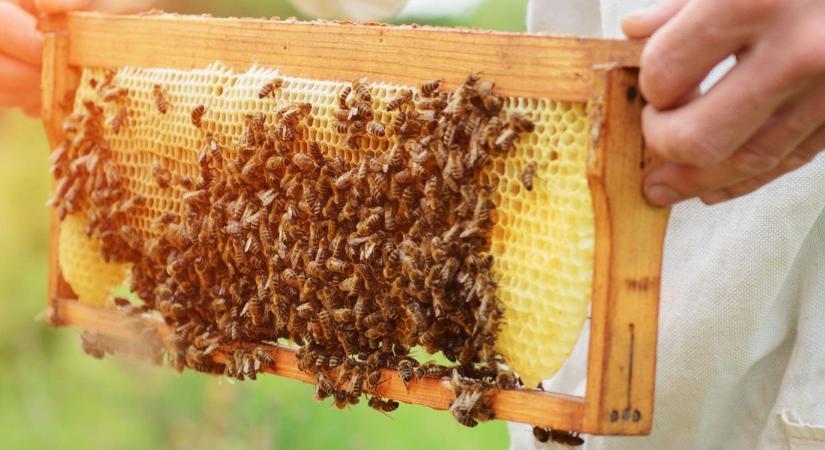 Elkészült a brüsszeli terv a méhek megmentésére