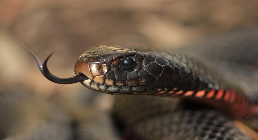 Szörnyű tragédia: saját otthonában mart halálra egy kígyó egy kétgyermekes édesapát