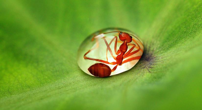 Így segíthetik a rák elleni küzdelmet a hangyák