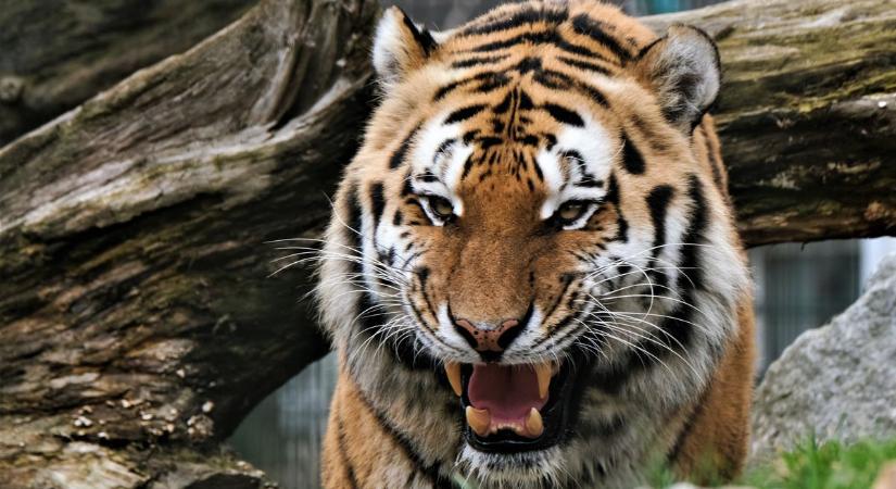 Szökött tigris tartja rémületben Johannesburg lakóit  videó