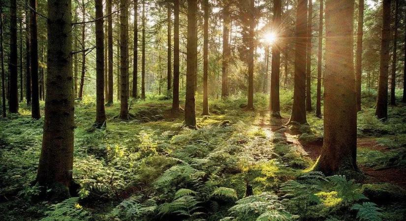 Folyamatosan növekszik a magyar erdők területe és élőfakészlete