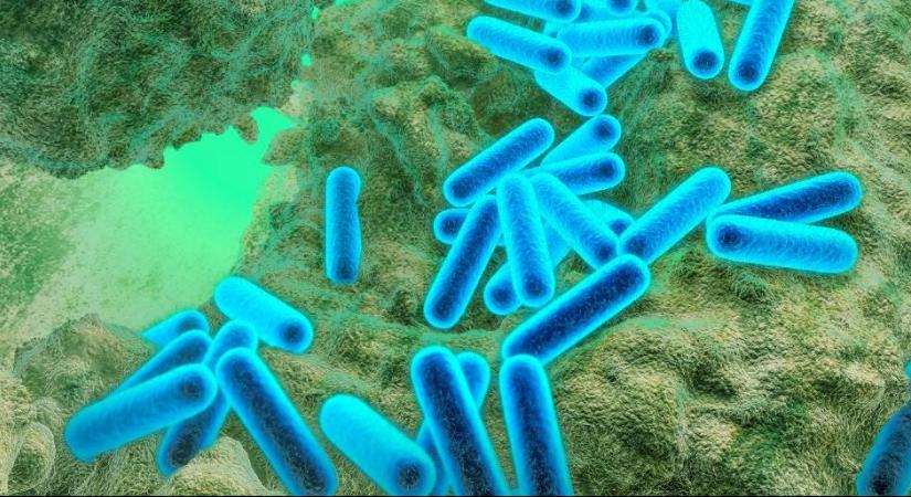 Egy különleges felfedezés: el lehet pusztítani a kórházi baktériumot