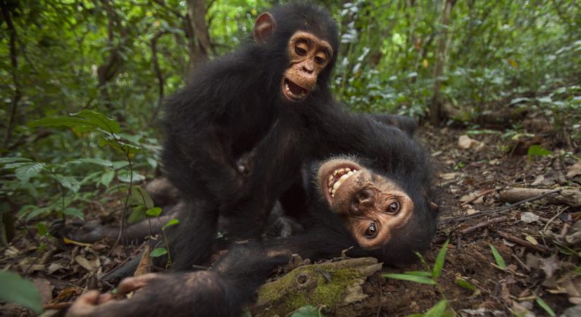 Kiderült, miben hasonlítanak a tinik a csimpánzokra