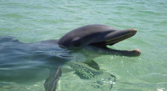 „Repülő” delfint fotóztak Anglia partjainál
