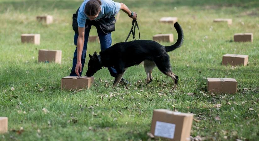 Ismét kutyavásár lesz a NAV-nál: keresőmunkára kiképezhető kutyákat keresnek